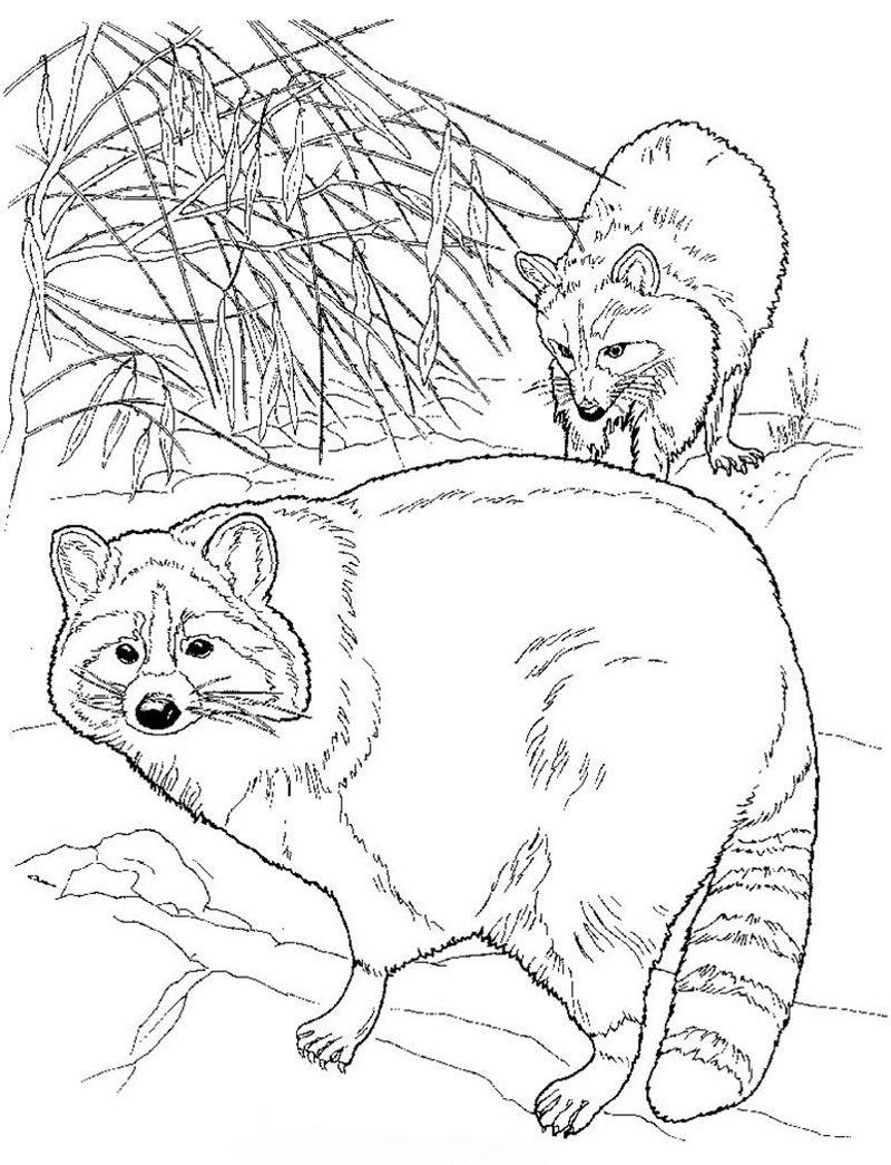 800x1045 Raccoon Color Page