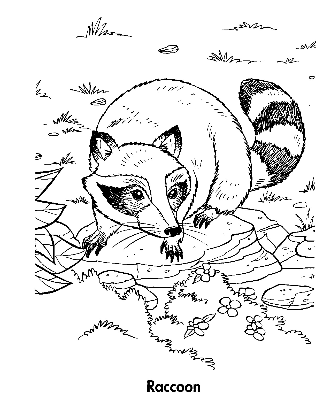 1250x1610 Raccoon Coloring Sheets