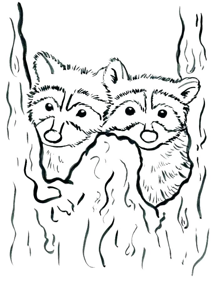 687x946 Racoon Coloring Page Everychat.co