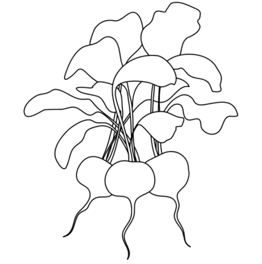380x383 Radish Coloring Page 2 Centiment