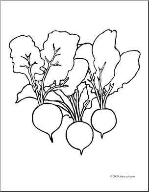 304x392 Clip Art Radishes (Coloring Page) I Abcteach