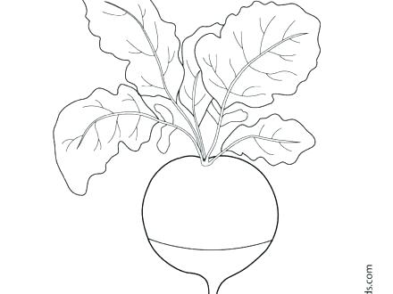 440x330 Free Printable Vegetable Colouring Pages Coloring Radish