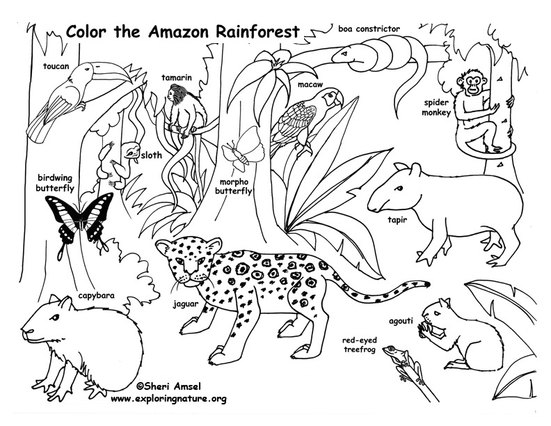 792x612 Rainforest (Amazon) Coloring Page