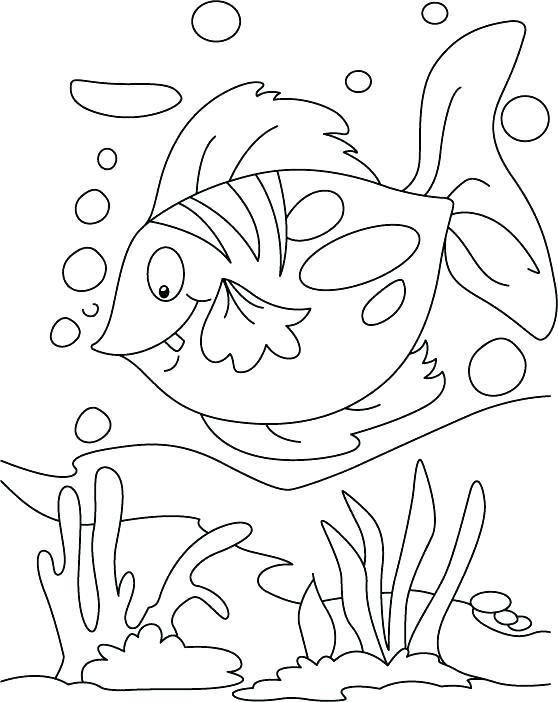 558x702 Rainbow Fish Coloring Page Photograph Fish Coloring Pages Floating