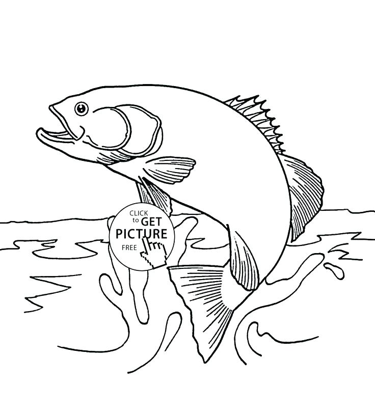 736x811 Trout Coloring Page Rainbow Trout Coloring Page Home Improvement