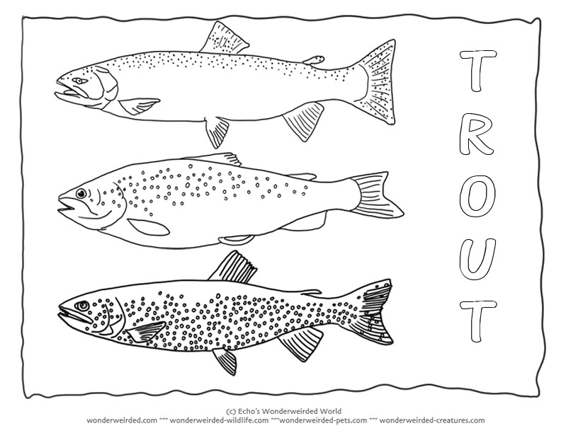 792x612 Unique Rainbow Trout Coloring Page 66 In Gallery Coloring Ideas