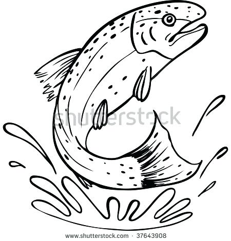 450x470 Rainbow Trout Pictures Color