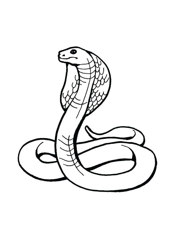 600x800 Rainforest Animal Coloring Pages Amazon Animals Coloring Sheets