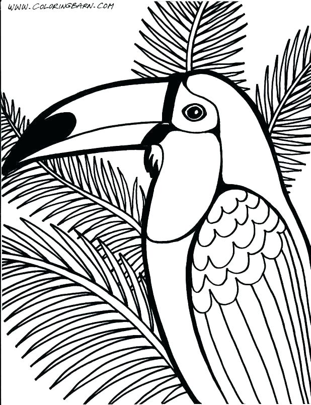 618x805 Rainforest Animal Coloring Pages Medium Size Of Animals Coloring