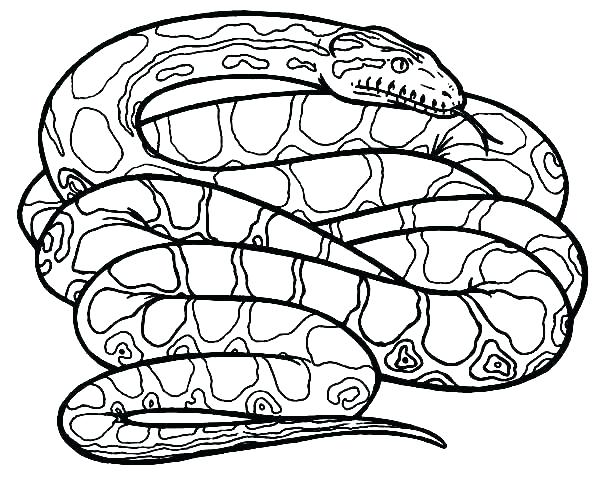 600x488 Rainforest Animals Coloring Pages Animals Coloring Pages Snake