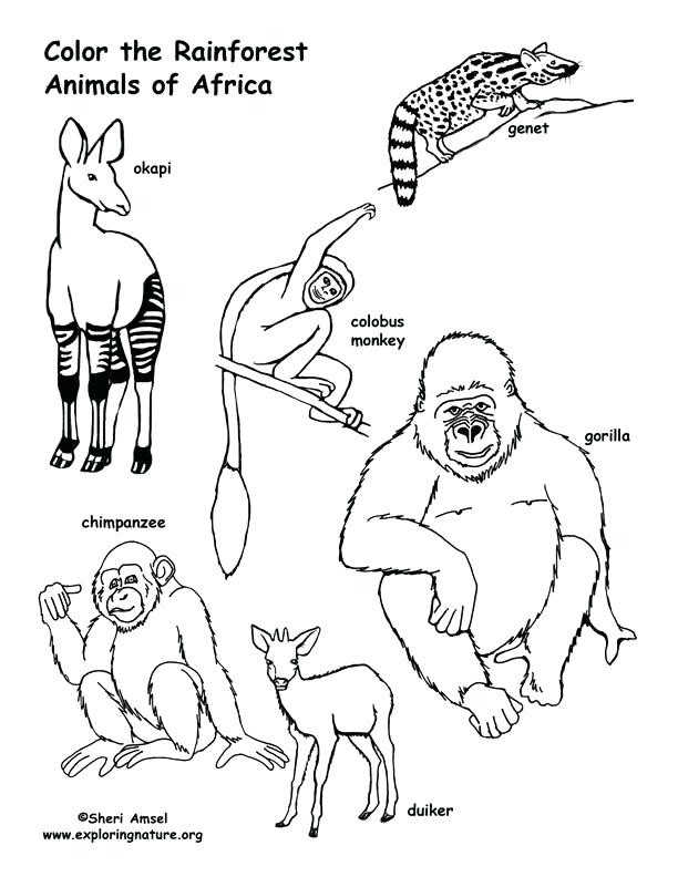 612x792 Rainforest Animals Coloring Pages Australian Rainforest Animals