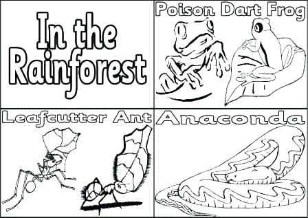 448x317 Coloring Pages Of Rainforest Animals Coloring Sheet Coloring Page
