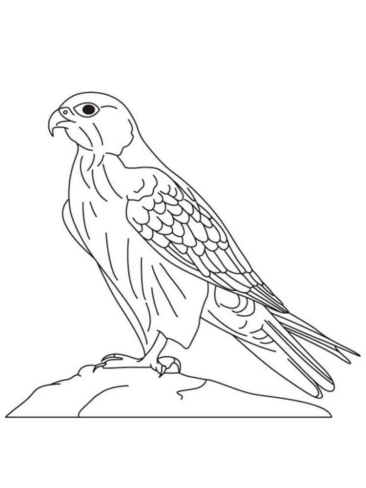 750x1000 Falcons Coloring Pages. Download And Print Falcons Coloring Pages