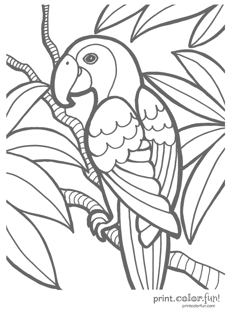 800x1100 Fresh Tropical Birds Colouring Pages Free Coloring Pages Download