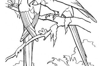 330x220 Rainforest Birds Coloring Pages , 7 Rainforest Animals Coloring