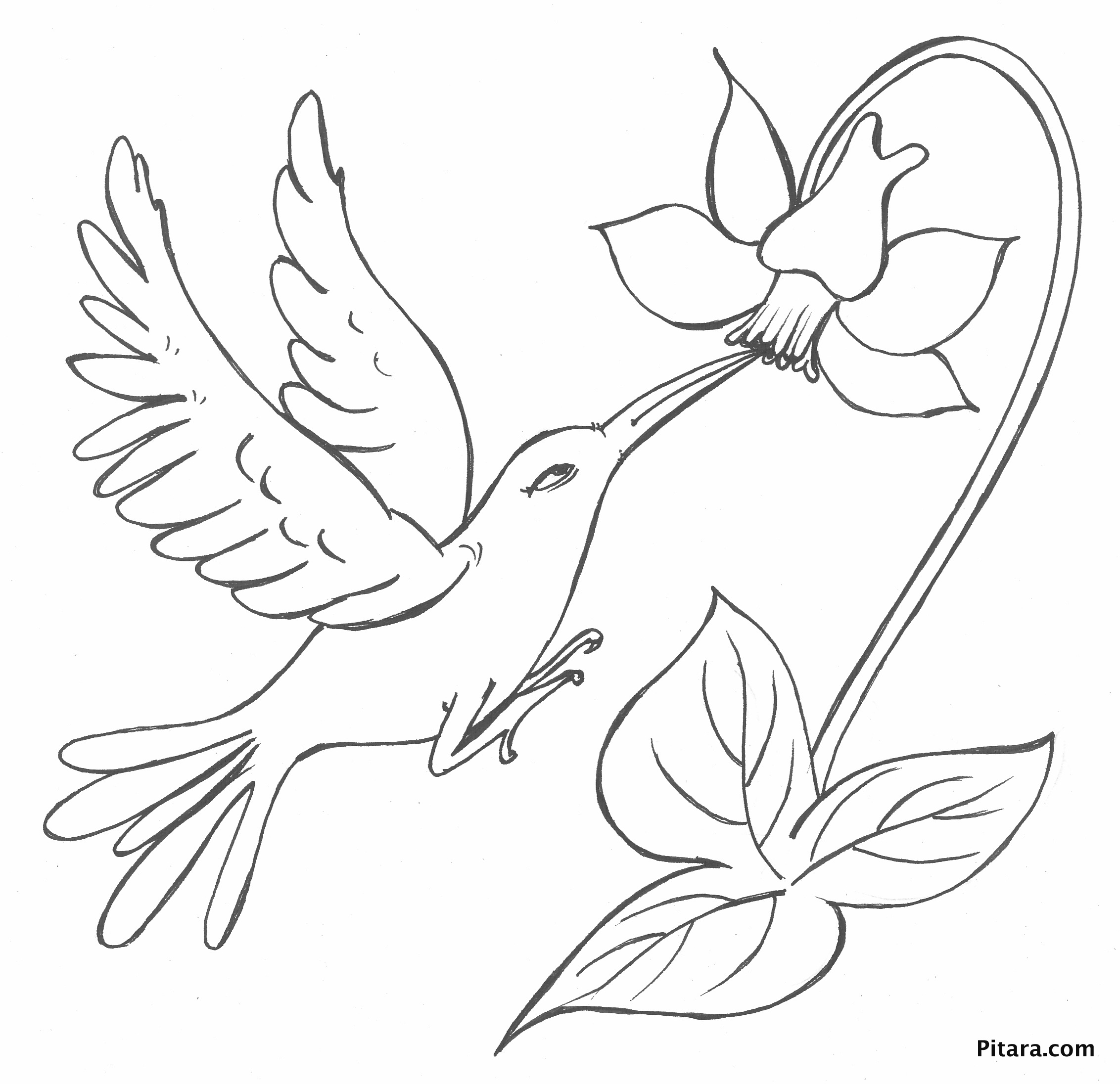 2264x2192 Terrific Bird Of Paradise Coloring Page Blue Super Rainforest