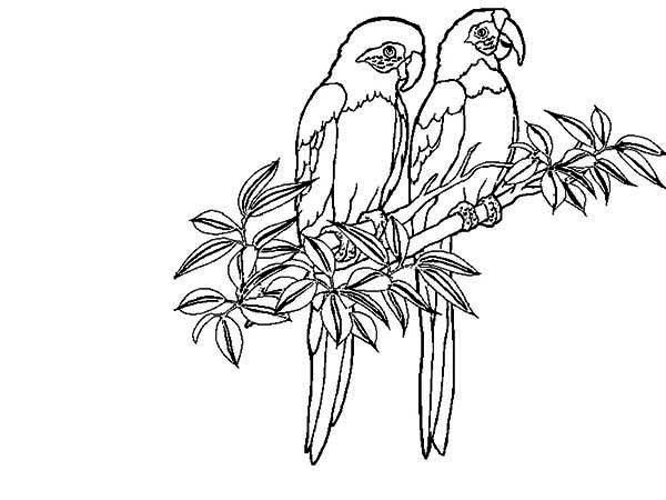 600x450 Two Rainforest Bird Coloring Page