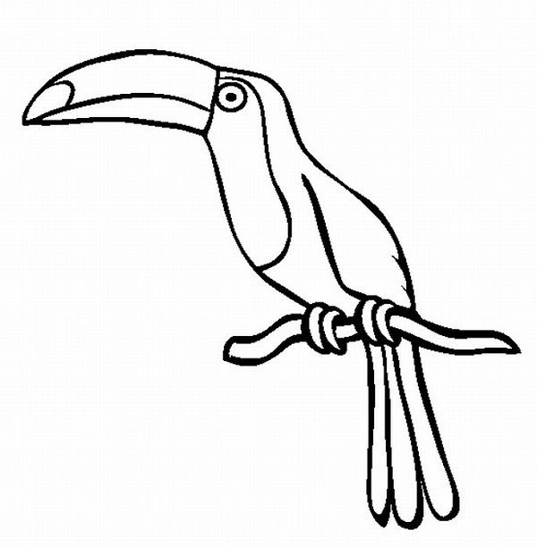 600x612 Rainforest Animal Coloring Pages Coloring Kids