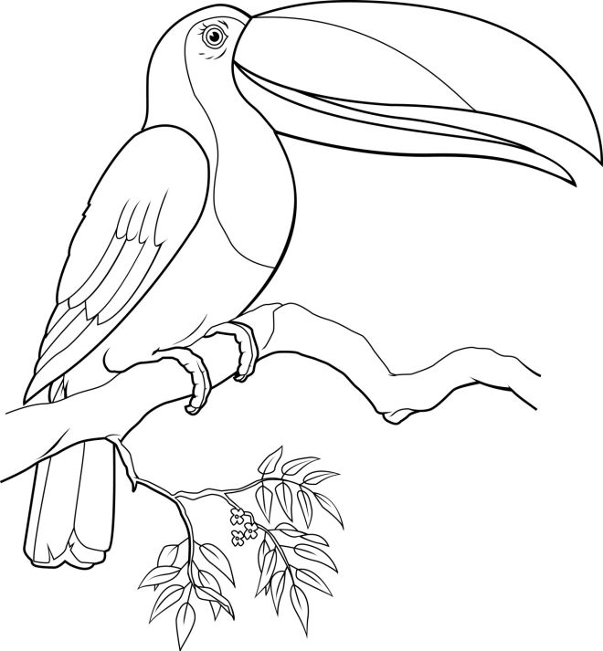 660x713 Coloring Pages Of Birds For Kids Coloring Pages Kids