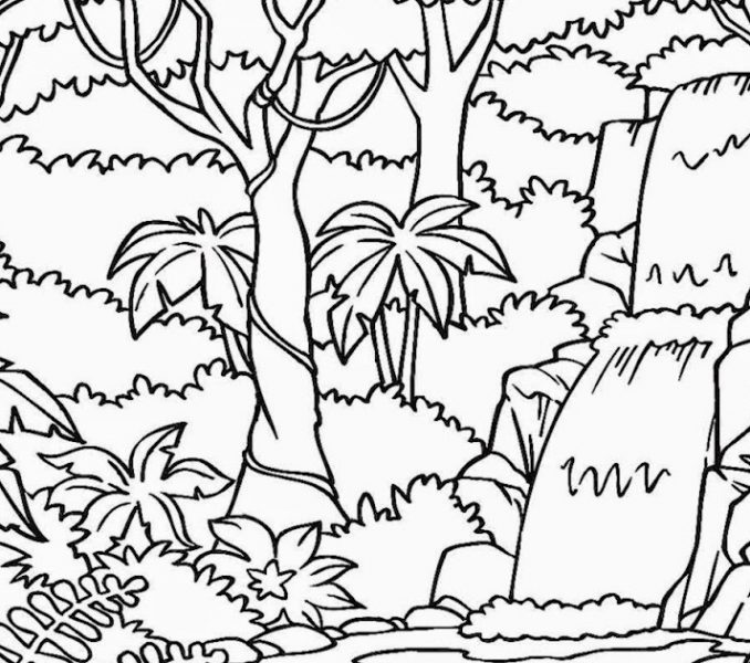 678x600 Printable Rainforest Coloring Pages Rainforest Coloring Pages