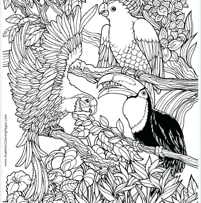 790x800 Coloring Pages Animals Parrot Coloring Page To Download Free