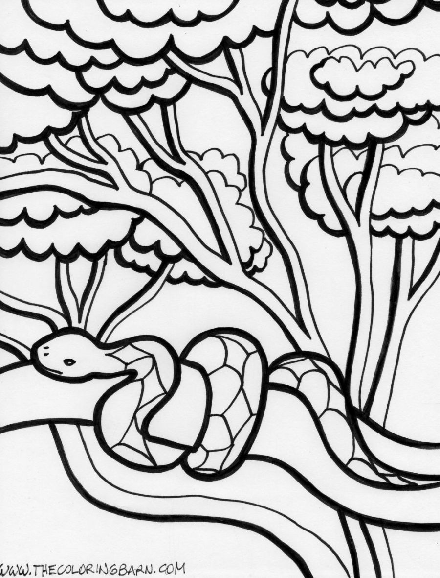 900x1180 Rainforest Coloring Page Coloring Pages Kids