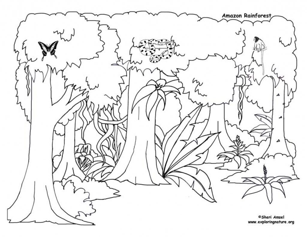1024x790 Bargain Tropical Rainforest Coloring Page Pages New To Print