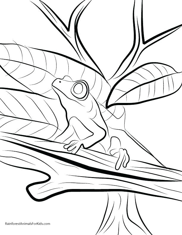 612x792 Rainforest Coloring Page Coloring Pages To Print Red Eyed Tree