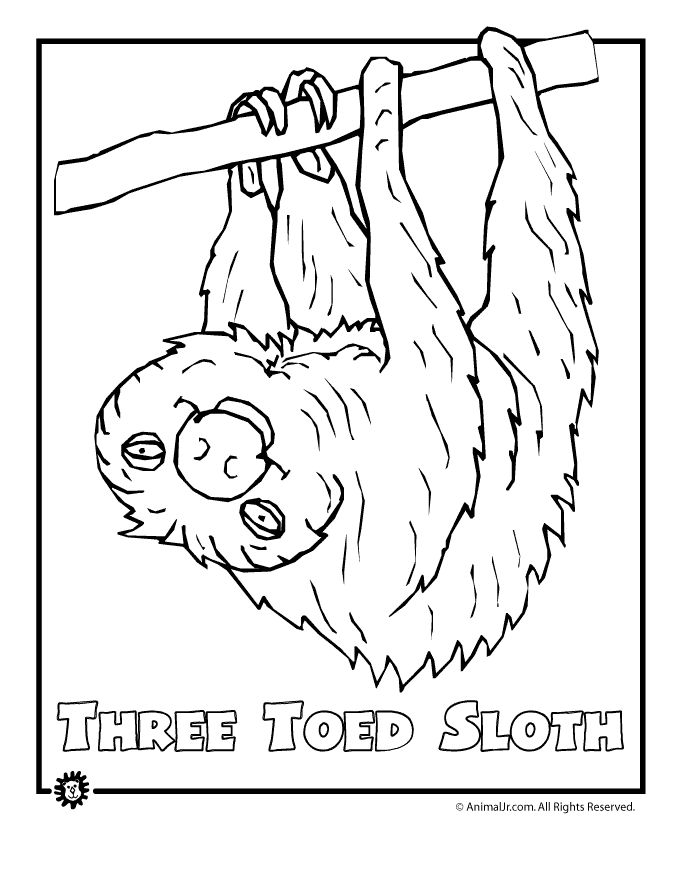 680x880 Rainforest Animals Coloring Sheets Rainforest Animals Coloring