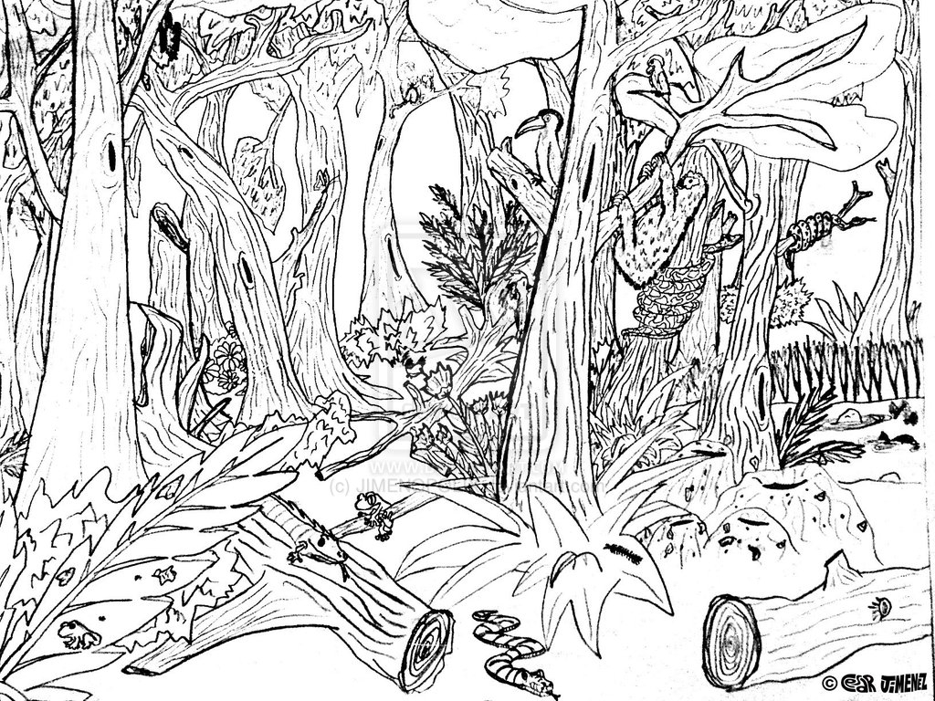 1024x768 Rainforest Coloring Printables Pages Printable Tropical Free