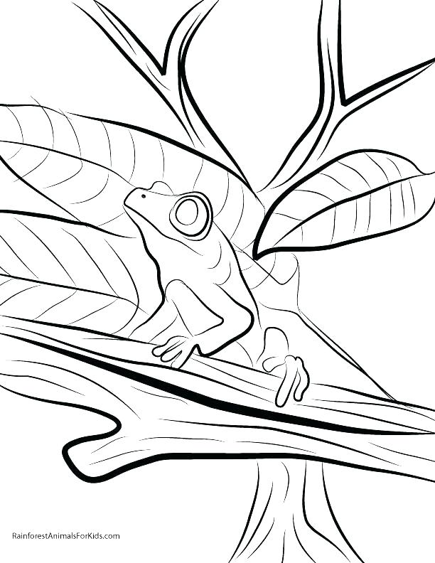612x792 Tropical Rainforest Coloring Pages Animals Coloring Pages