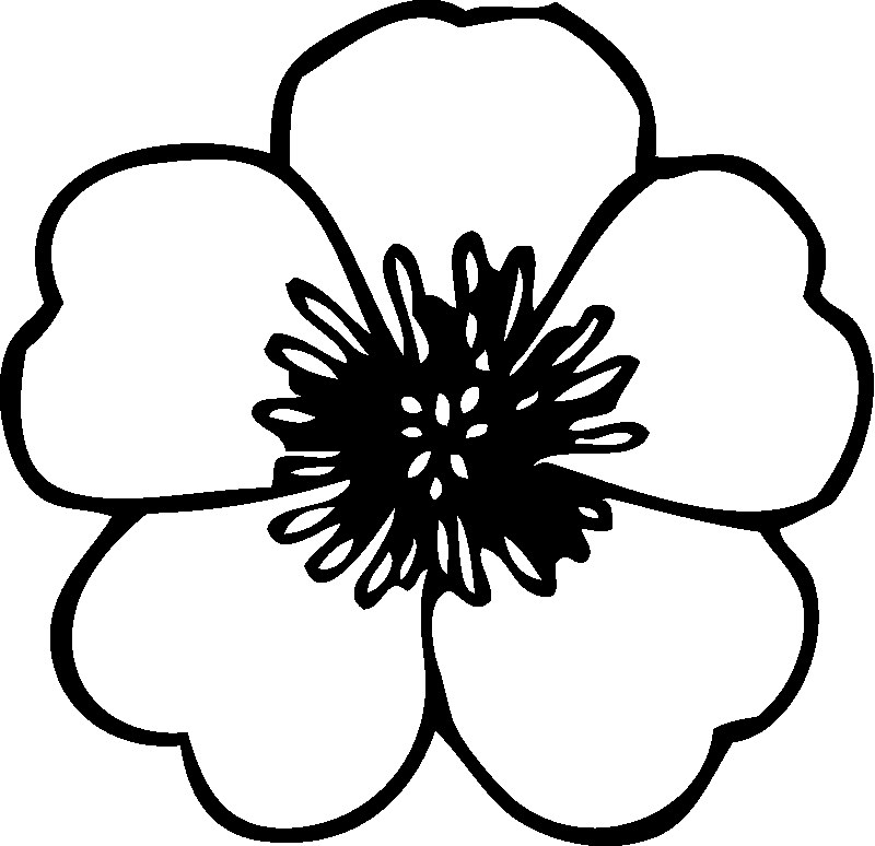 800x774 Hawaiian Flower Coloring Pages