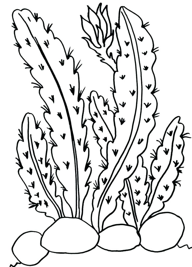 737x1024 Rainforest Plants Coloring Pages Desert Plants Coloring Sheets