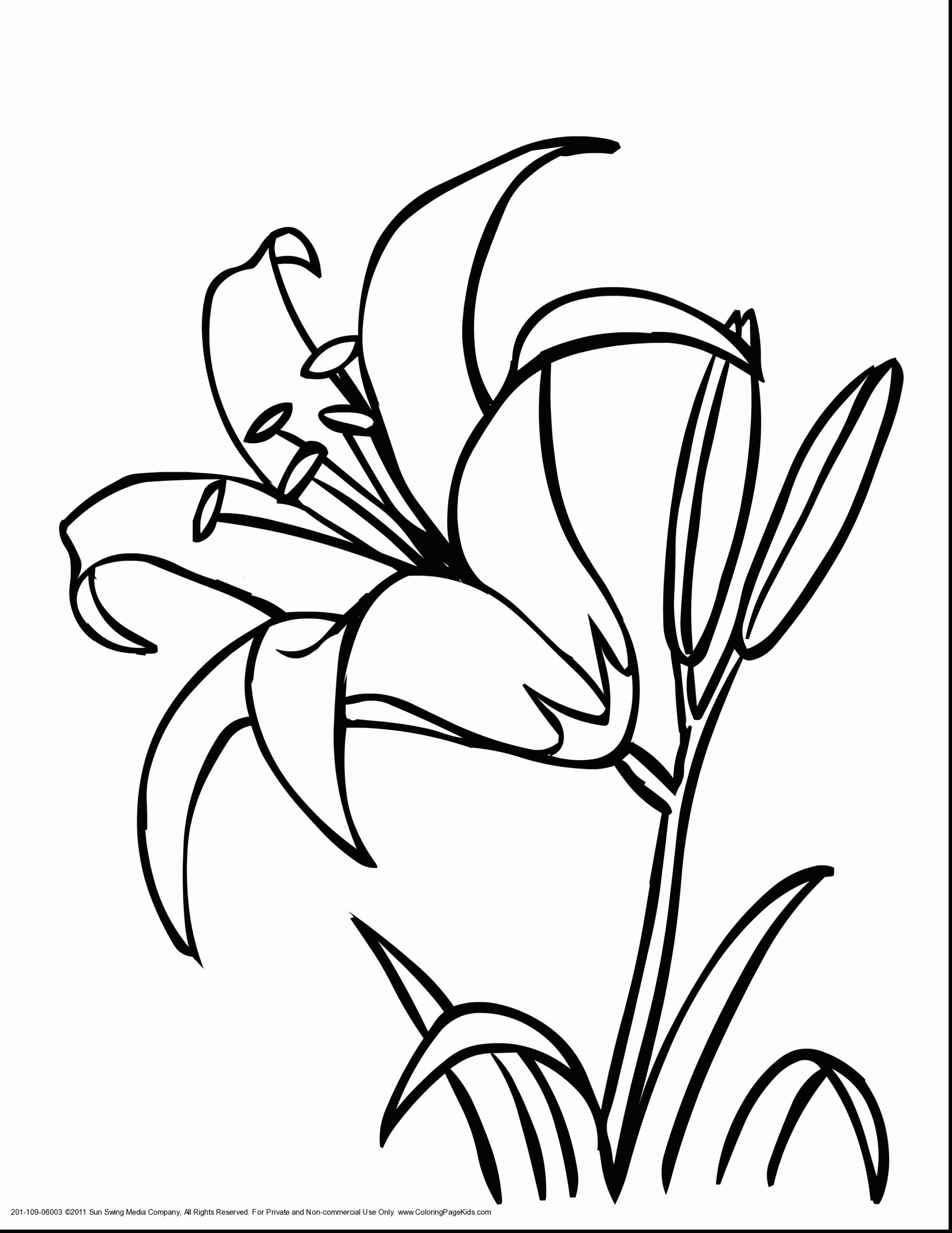 2805x3630 The Best Coloring Tropical Page Fun Of Rainforest Flower Ideas