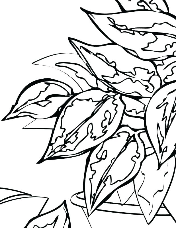618x800 Plants Coloring Page Coloring Ocean Coloring Sheets Sea Plants