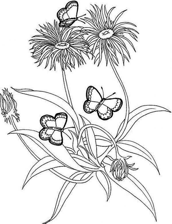 600x779 Rainforest Butterfly And Flower Coloring Page