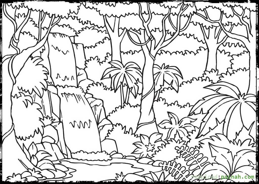 1024x728 Rainforest Coloring Pages Rainforests
