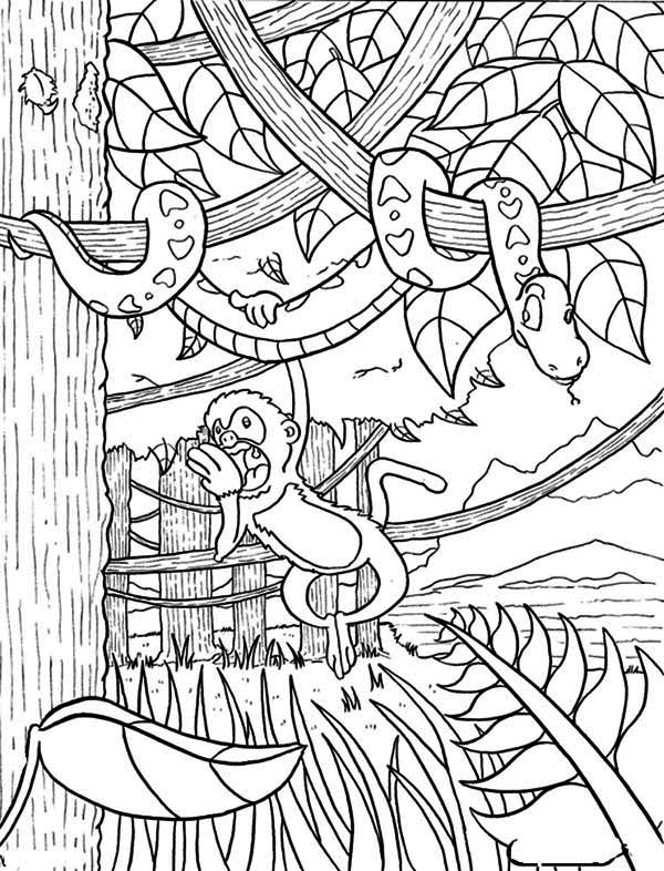 600x786 Rainforest Coloring Pages Monkey Hanging On Snake Rainforest
