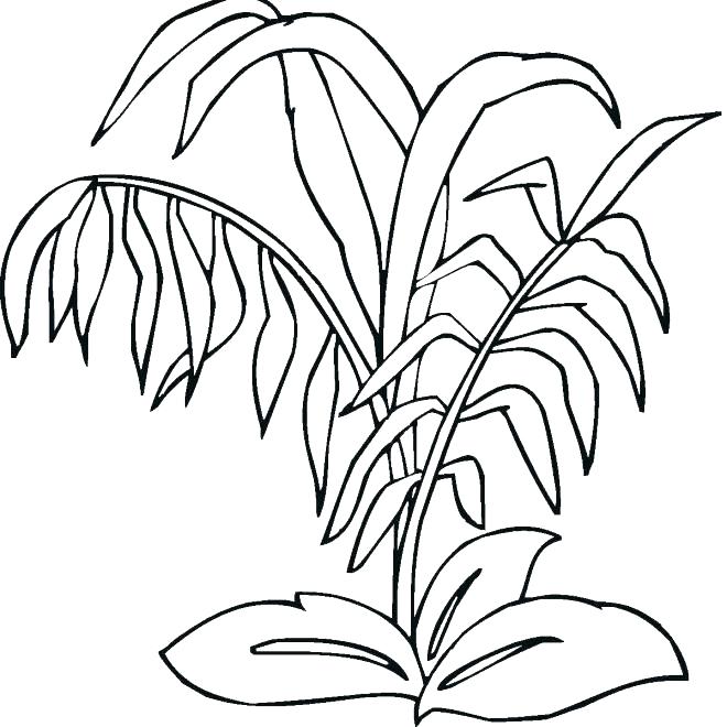 660x660 Coloring Pages Of Plants Plants Coloring Pages Coloring Pages
