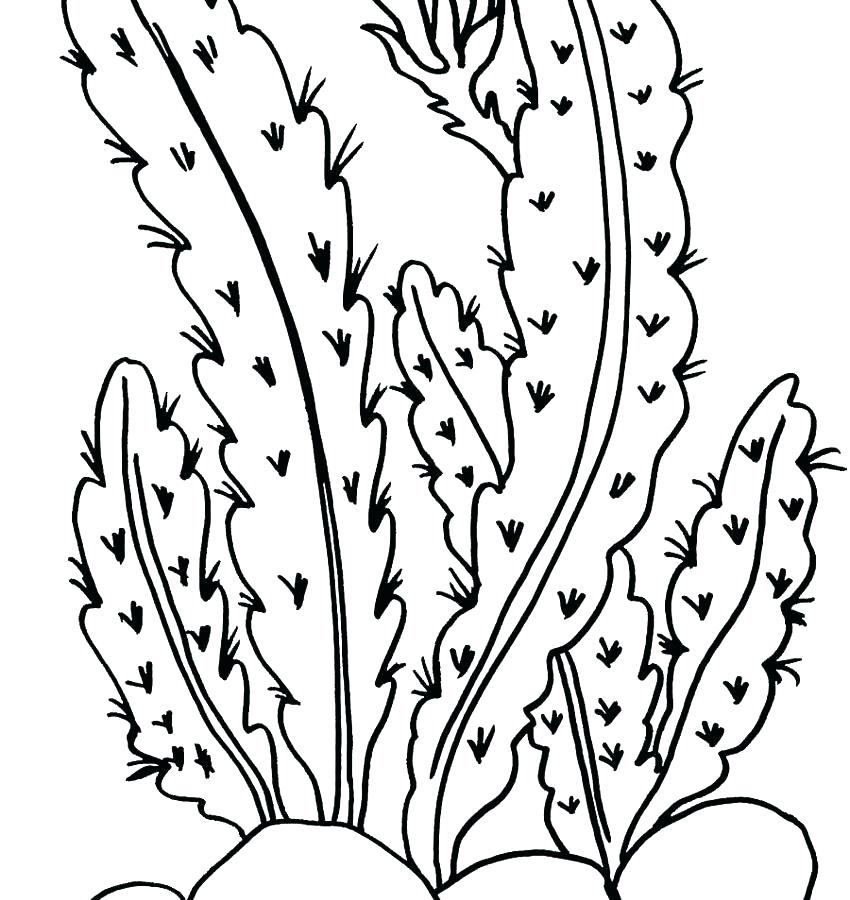 850x900 Coloring Pages Of Plants Plants Coloring Pages Desert Plant