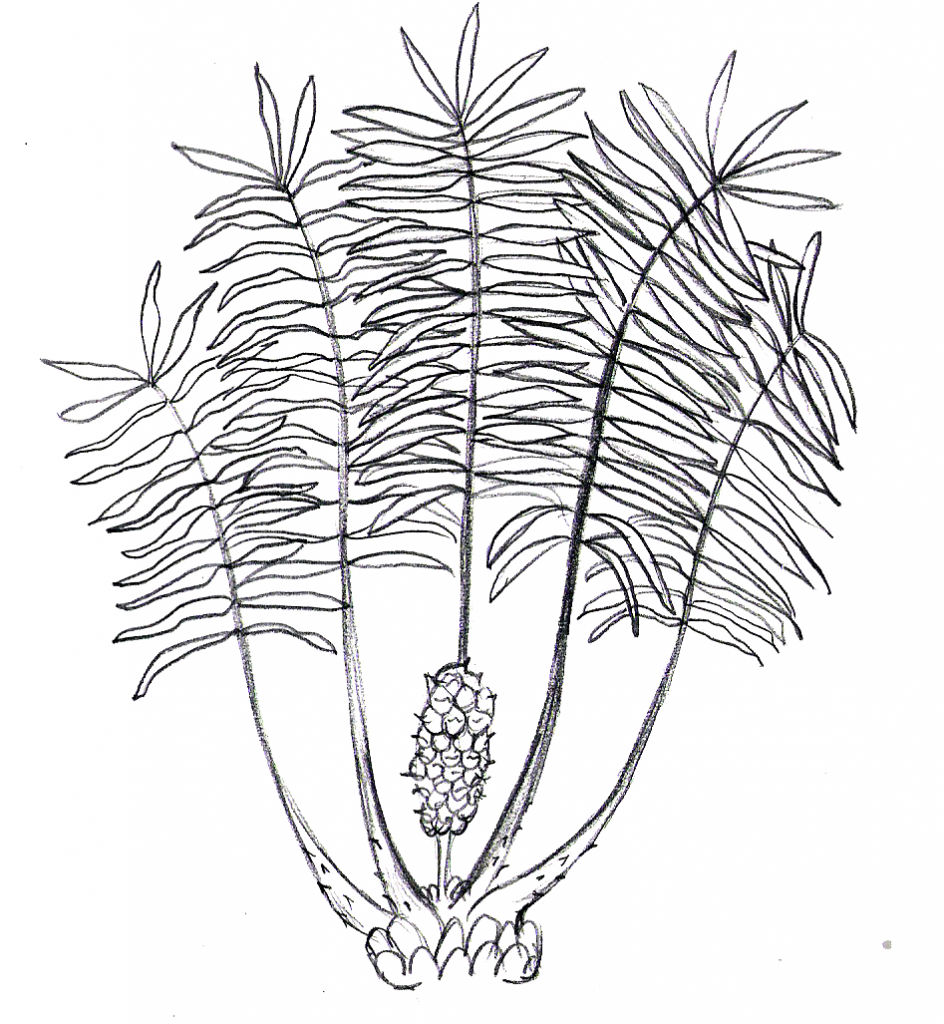 944x1024 Drawn Jungle Rainforest Plants Coloring Sheet Free Printable Pages