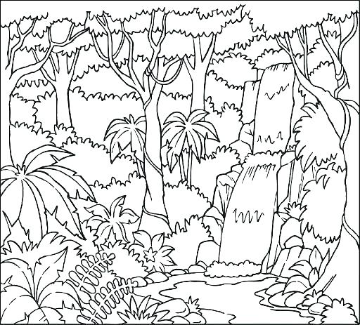 512x463 Rain Forest Coloring Pages Rainforest Trees Coloring Pages