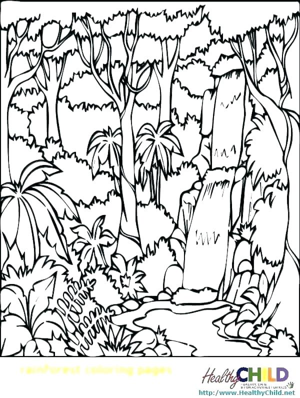 600x796 Rainforest Coloring Page Amazon Ll Rainforest Trees Colouring