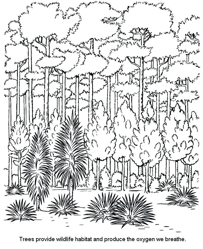 670x820 Rainforest Coloring Page Coloring Pages Unique Color Page Coloring
