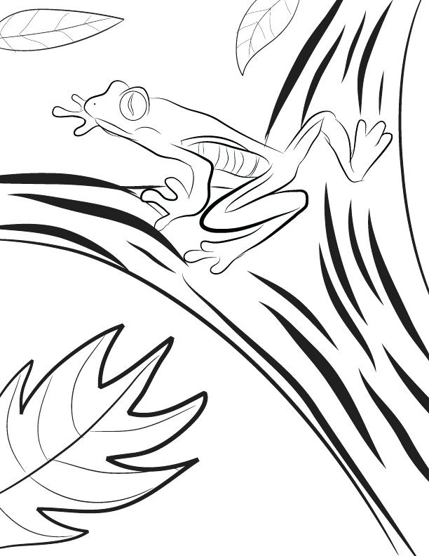 612x792 Rainforest Coloring Pages Amazon Coloring Pages Red Eyed Tree Frog