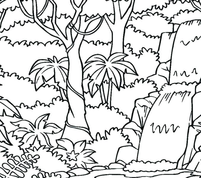678x600 Rainforest Coloring Pages Coloring Page Rainforest Trees Colouring