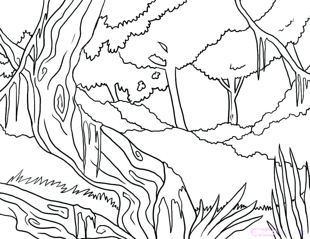 1000x774 Rainforest Coloring Pages Rainforest Flowers Coloring Pages