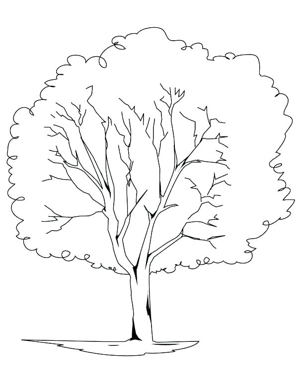 600x776 Rainforest Plants Coloring Pages Animals In The Coloring Pages