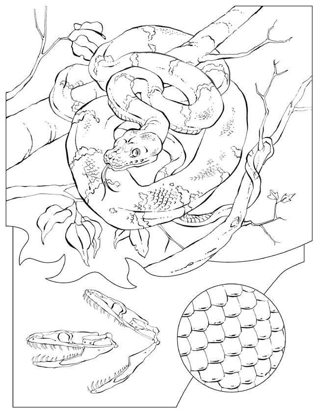650x841 Rattlesnake Pictures To Color Many Interesting Cliparts