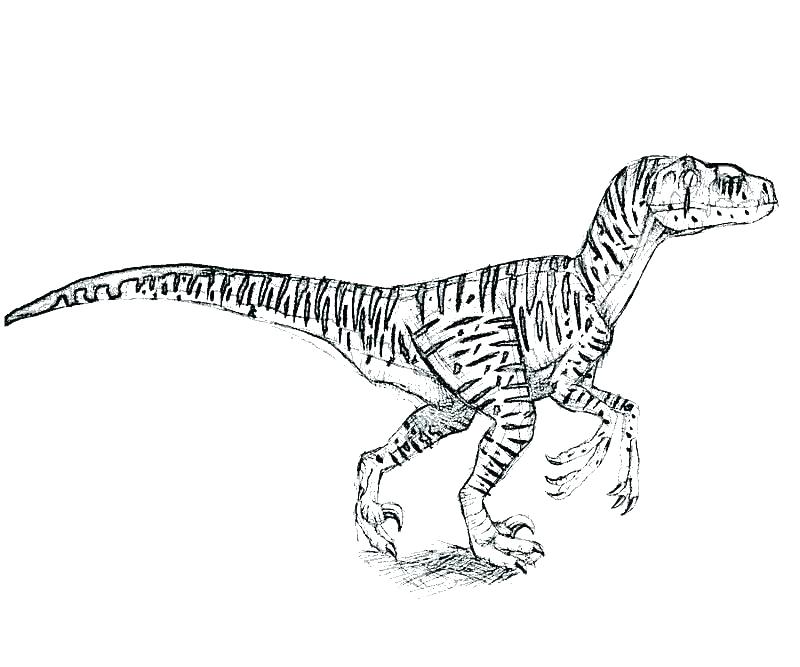800x667 Velociraptor Coloring Pages Coloring Page Spine Coloring Pages